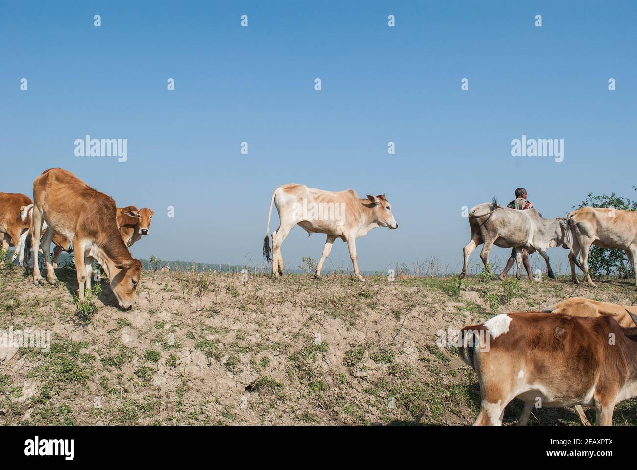 Chalanbil hi-res stock photography and images - Alamy