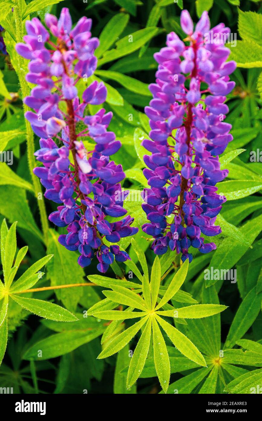 Mist of blue purple flowers hi-res stock photography and images - Alamy