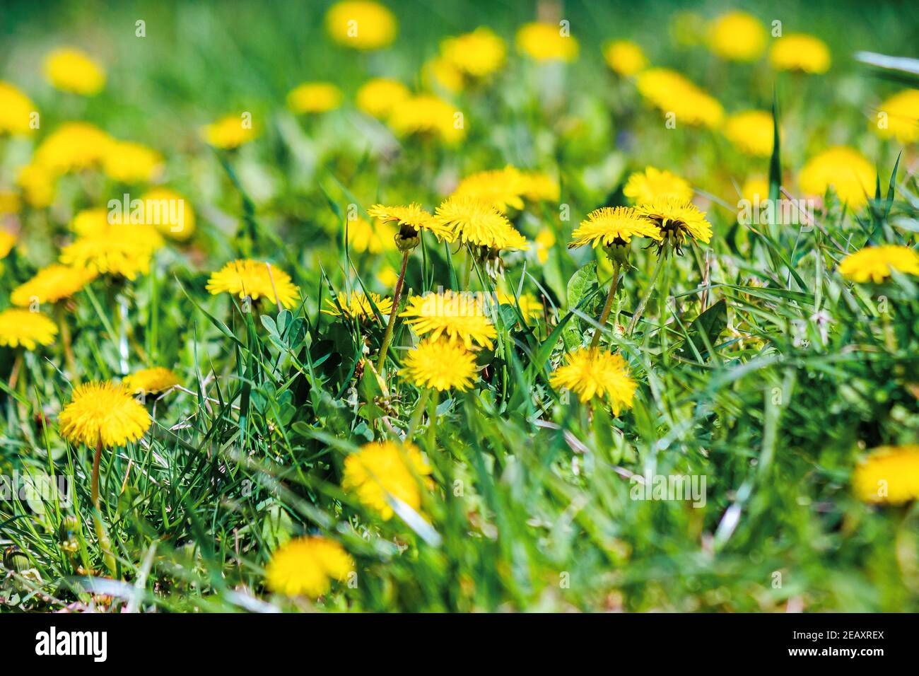 yellow dandelions among the grass. beautiful springtime nature background. shallow depth of field Stock Photo