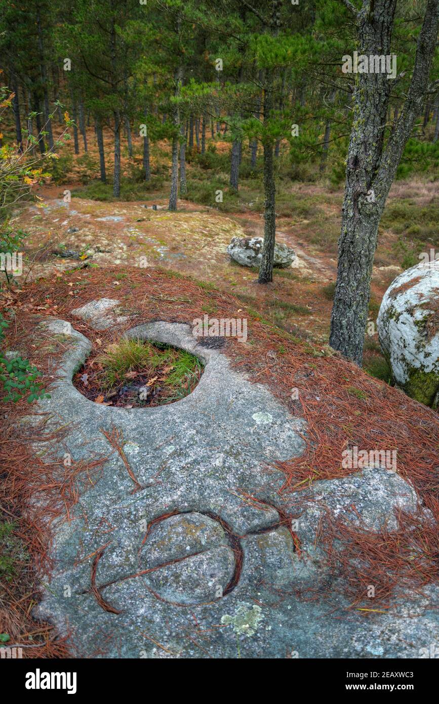 Ancient petroglyphs of Celtic origin in a granite rock among pine trees in the vicinity of the city of Lugo Galicia Stock Photo