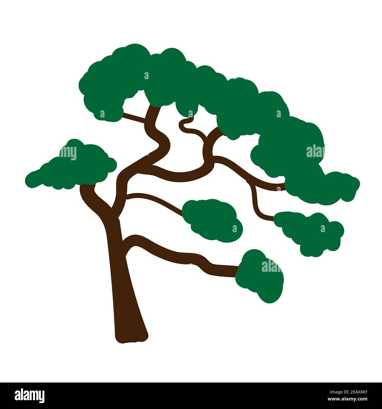 Chinese pine. Hand drawn vector illustration isolated on white