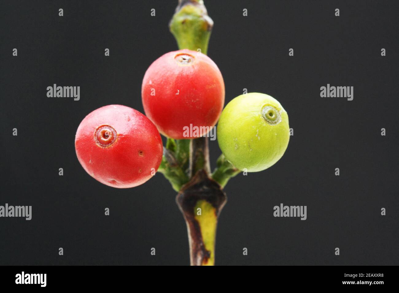 Kaffeebeeren Stock Photo