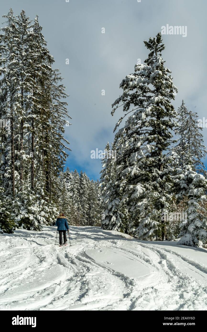 snowshoe hiker on the way up through the snowy forest. fresh snowy trees, spruce and fir trees and blue sky with clouds. hiking in the winter time Stock Photo