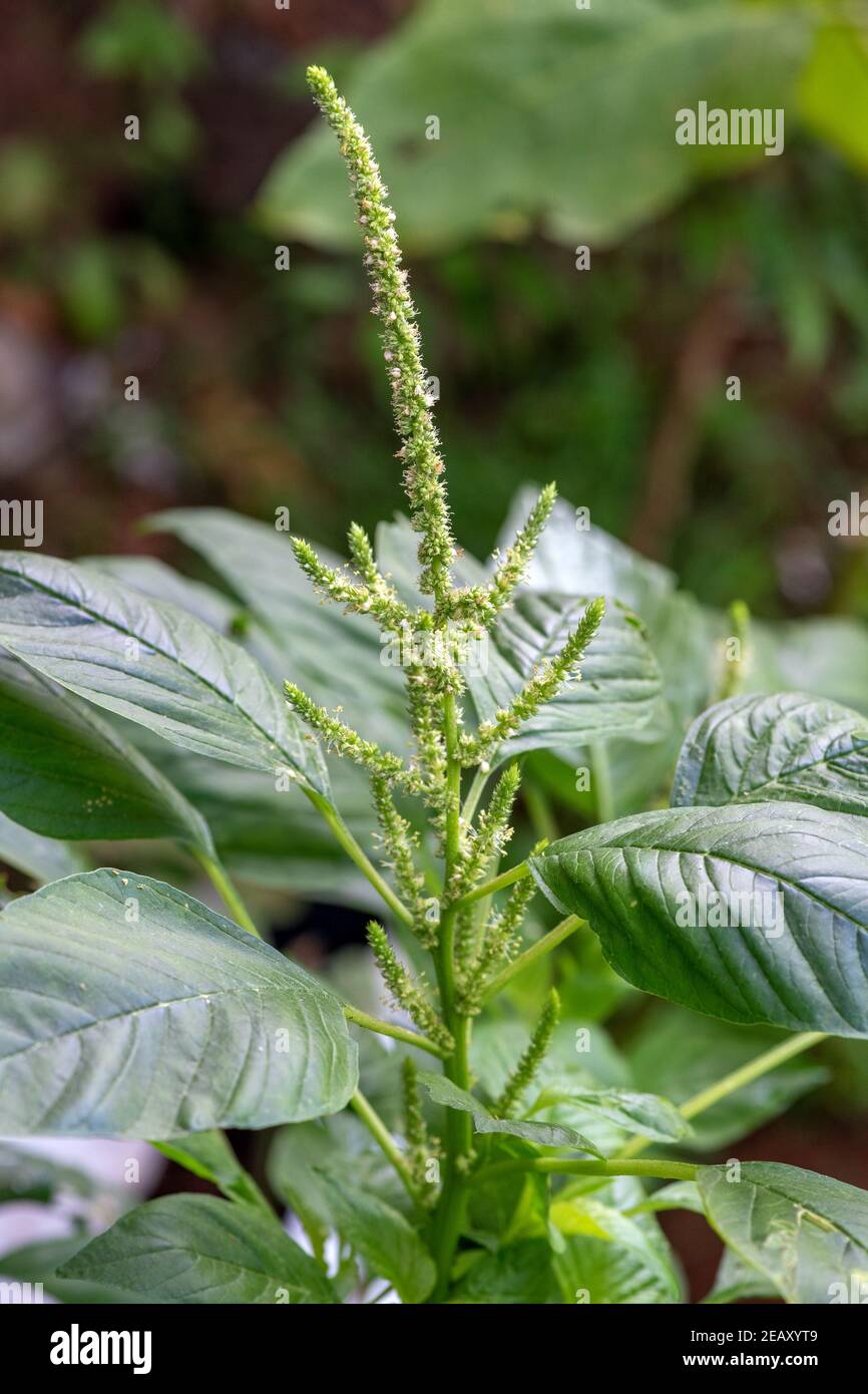 Green Spinach in garden in kerala , india Stock Photo Alamy