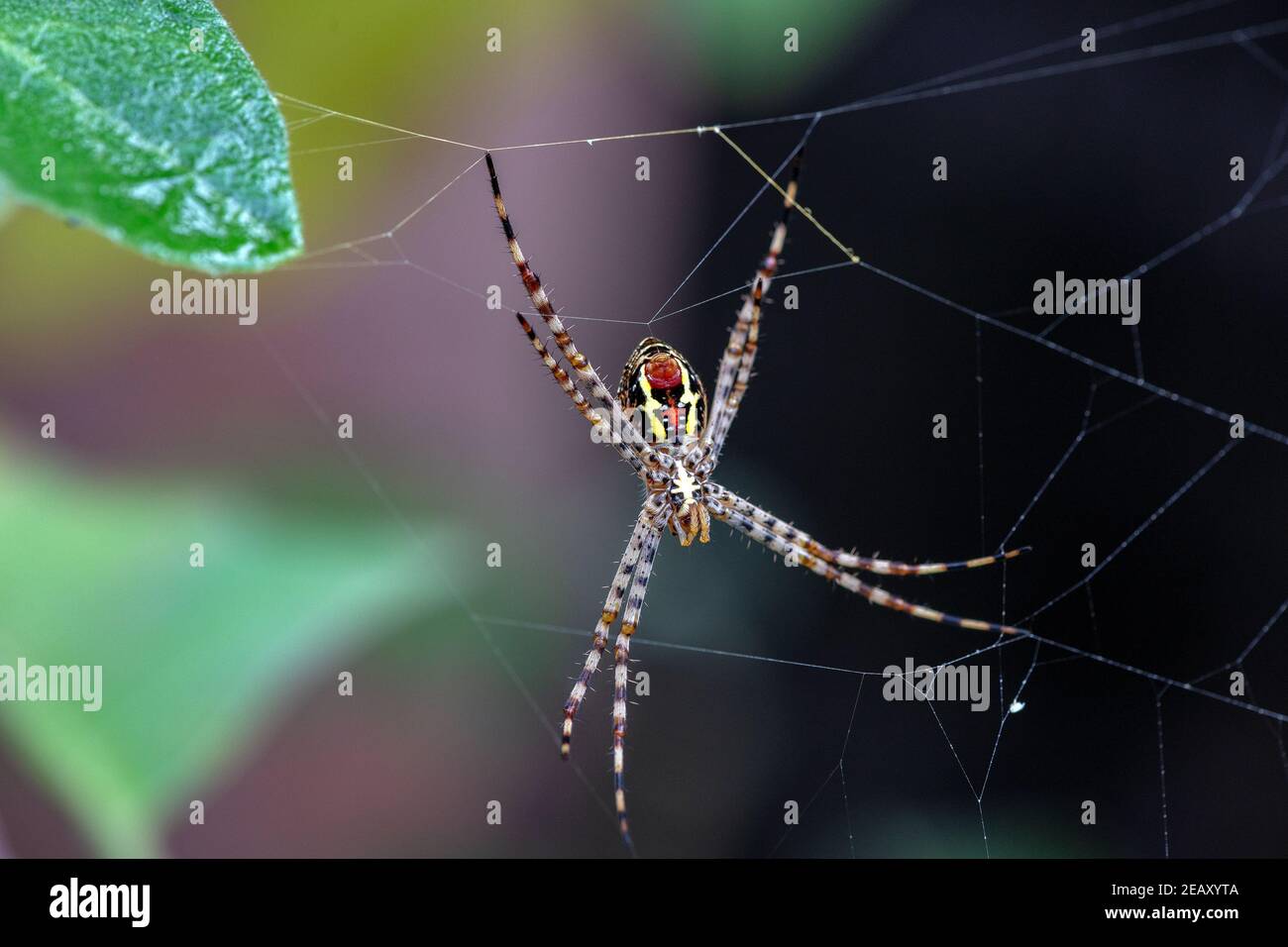 Signature spider (Argiope anasuja) building web by producing silk thread  to catch prey like small insects and bugs on house garden in kerala, india Stock Photo