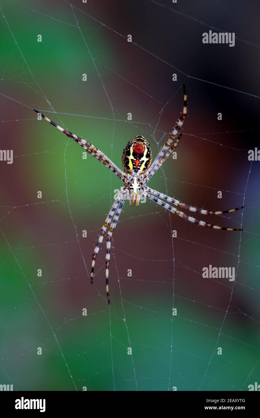 Signature spider (Argiope anasuja) building web by producing silk thread  to catch prey like small insects and bugs on house garden in kerala, india Stock Photo