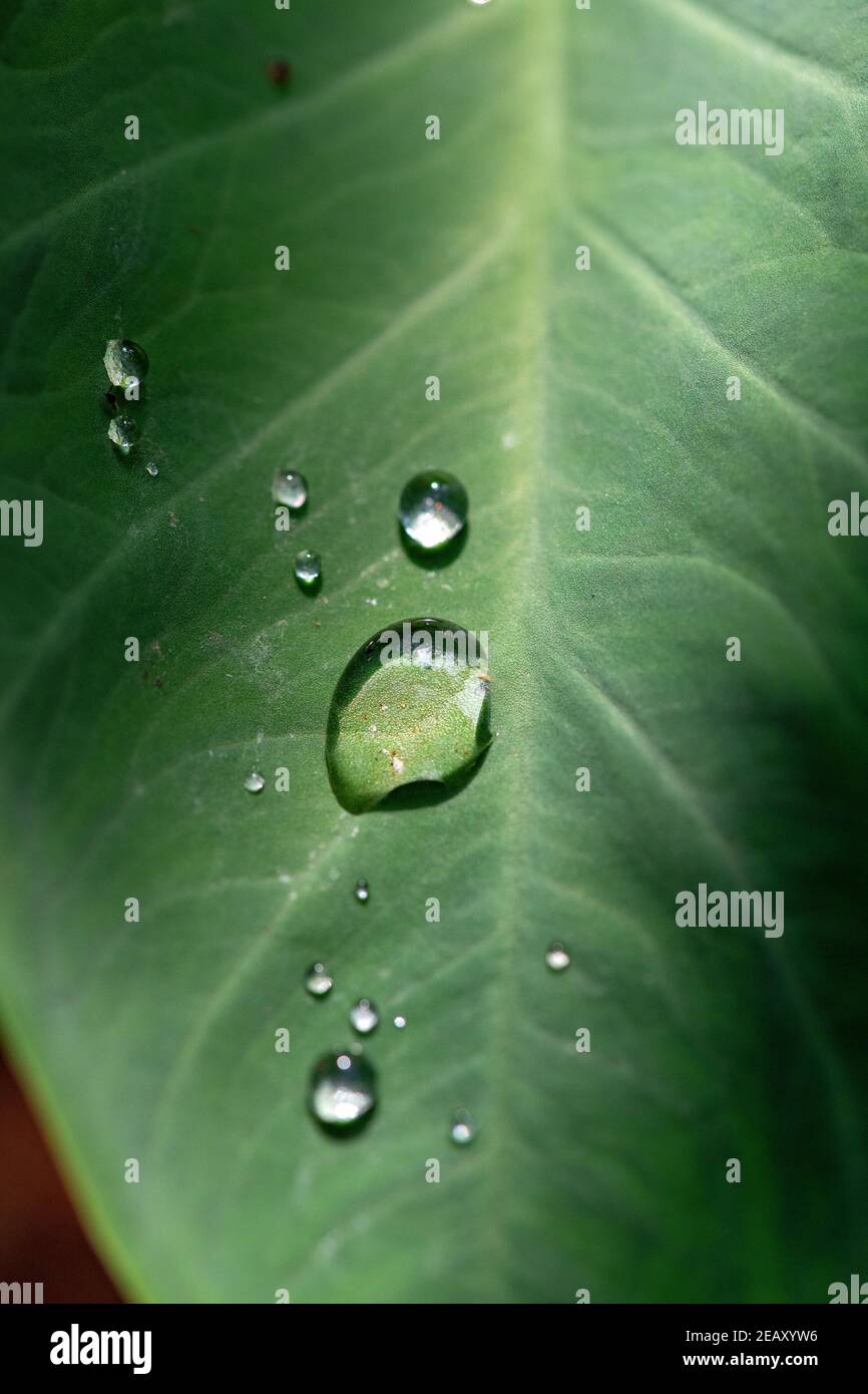 Drop of water floating on green leaf on Taro plant Stock Photo