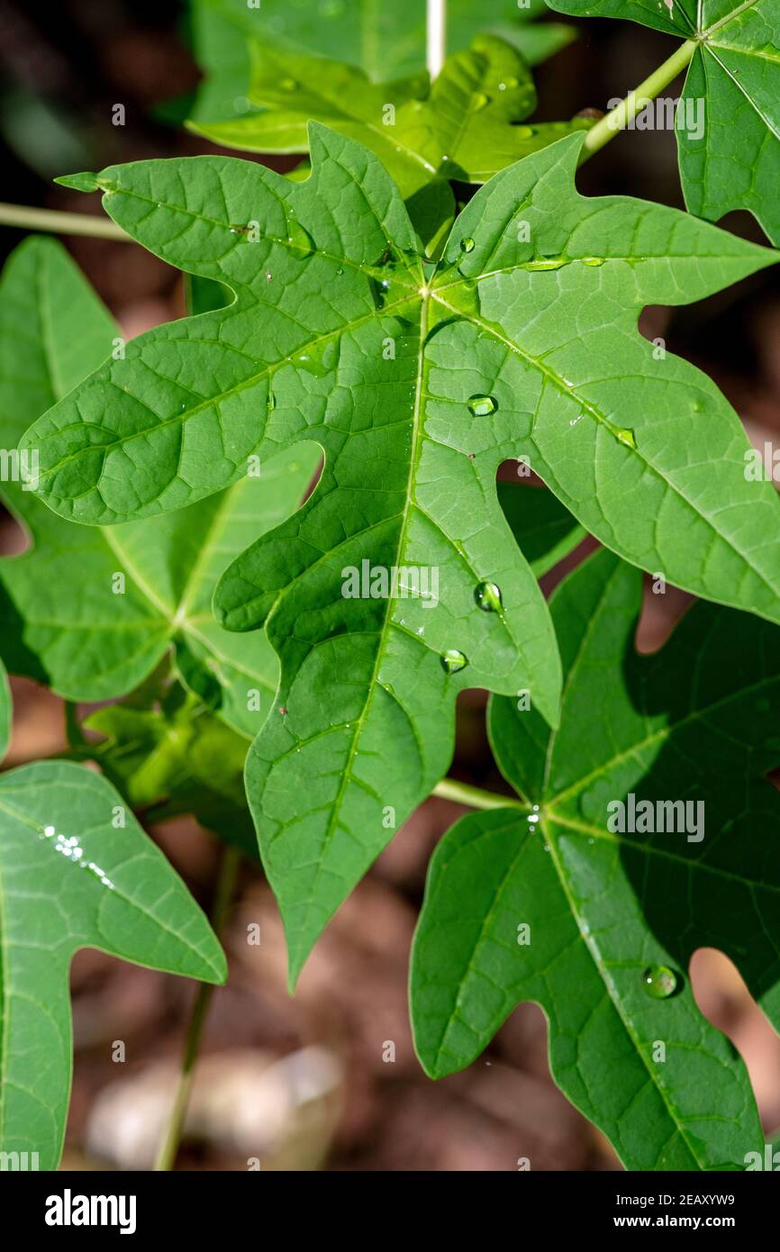 Drop of water floating on green leaf of papaya plant Stock Photo