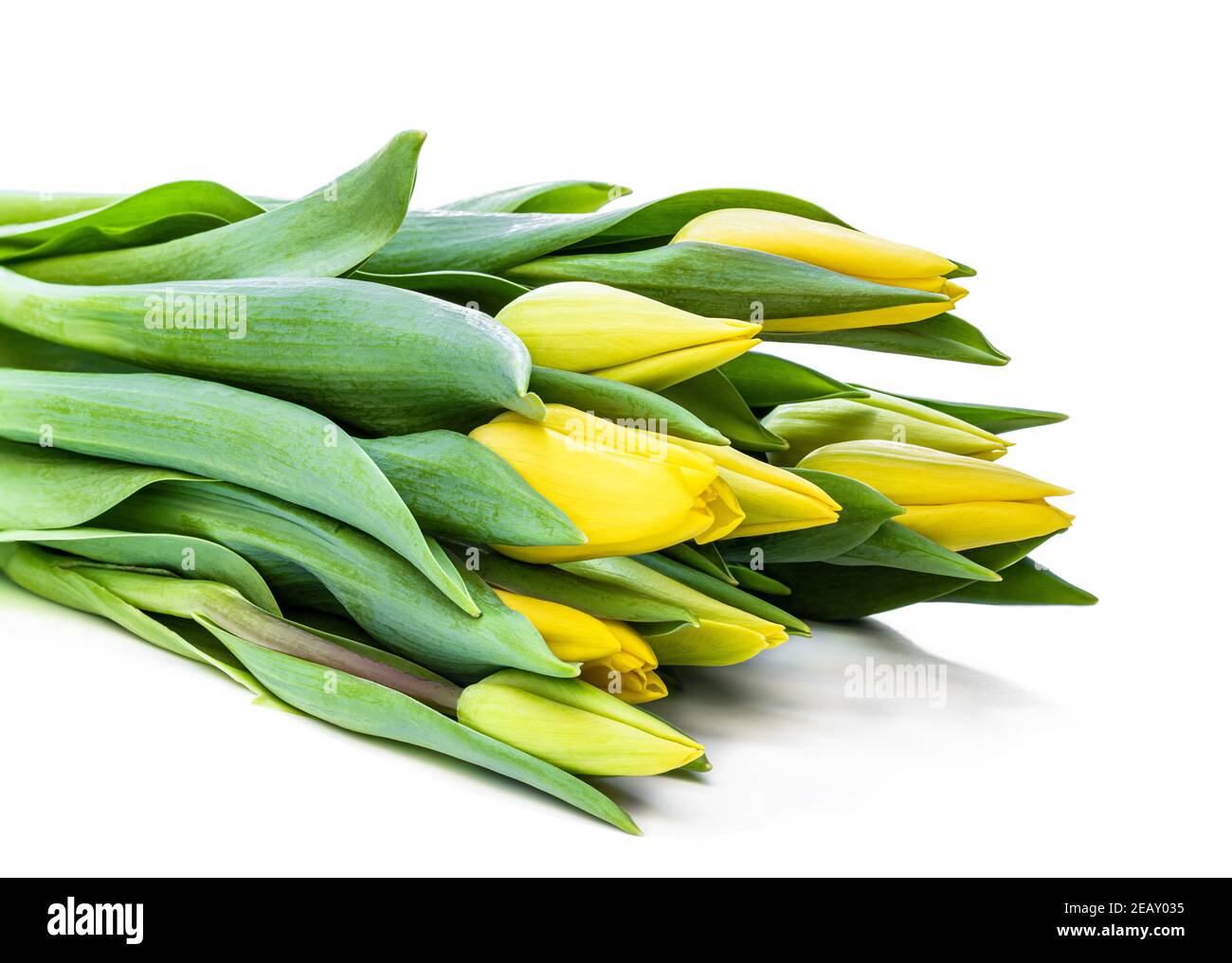 Bunch of yellow tulips isolated on white background Stock Photo - Alamy
