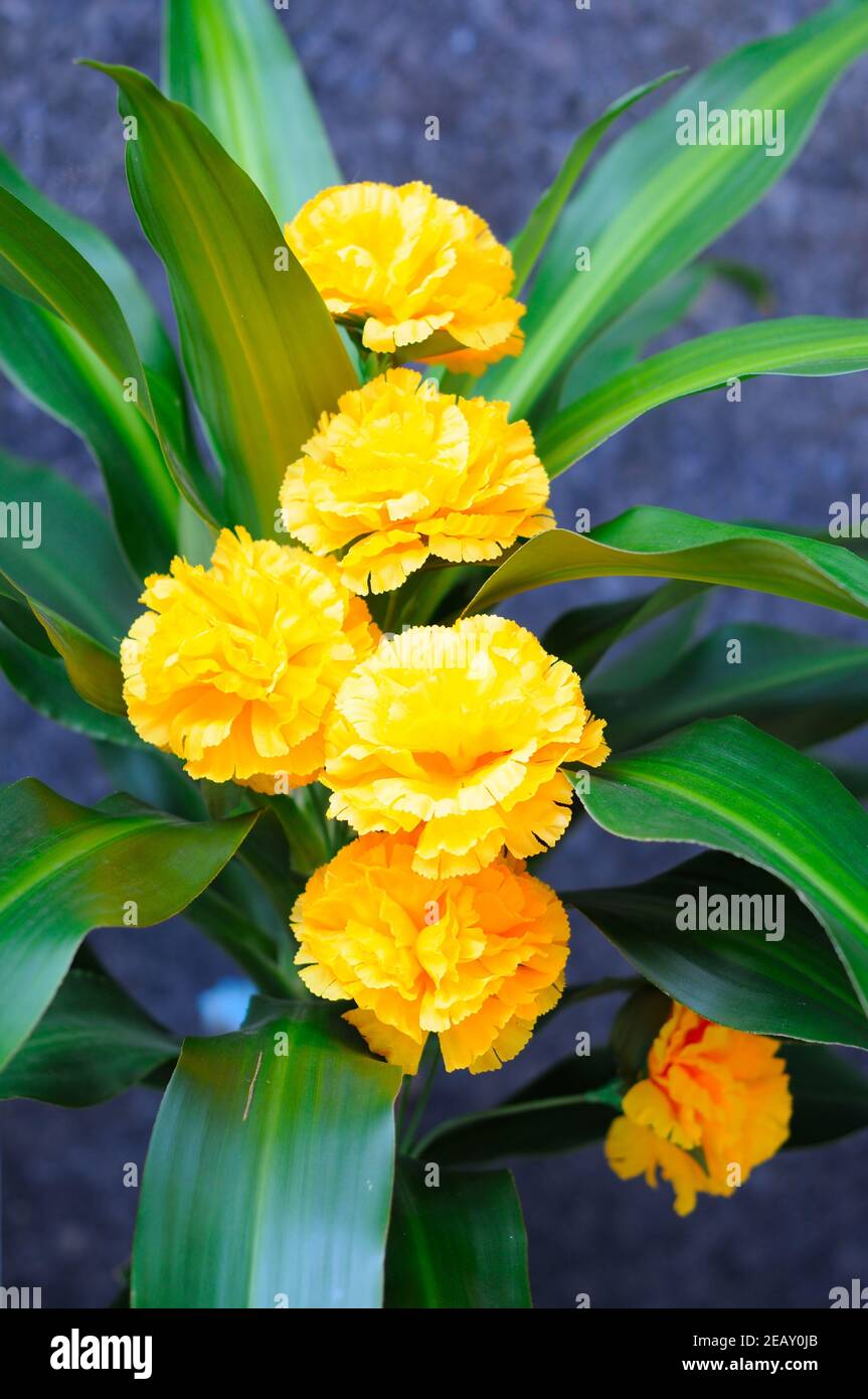Artificial Chrysanthemum Flowers Stock Photo