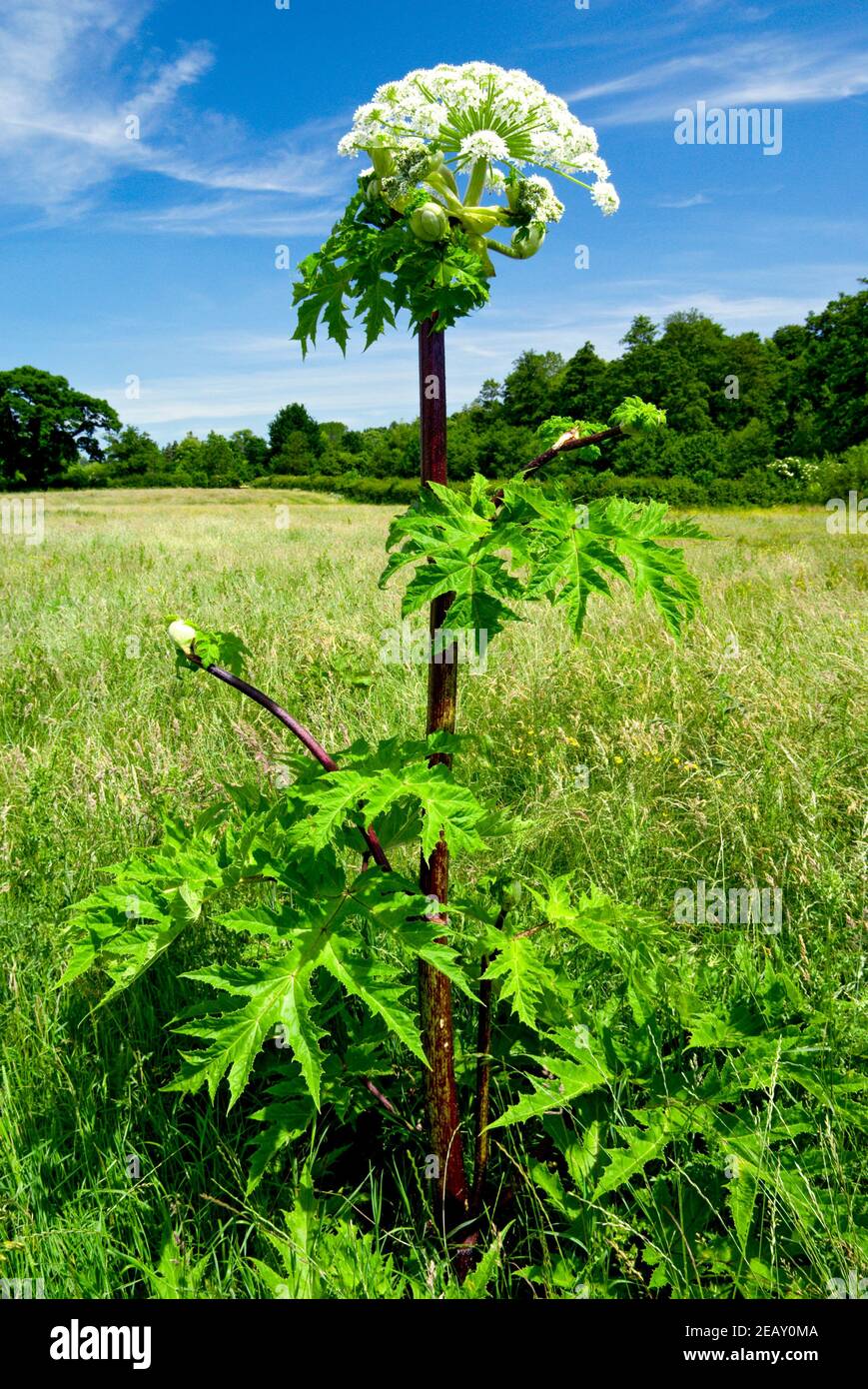 Giant Hogweed (Heracleum mantegazzianum) Usk Valley, Clytha Estate, Monmouthshire, South Wales. Stock Photo