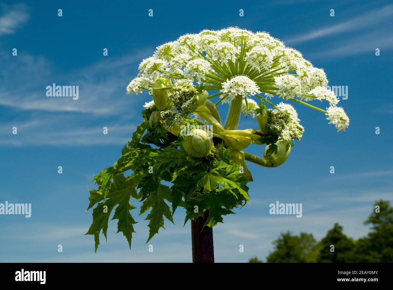 Giant Hogweed (Heracleum mantegazzianum) Usk Valley, Clytha Estate, Monmouthshire, South Wales. Stock Photo