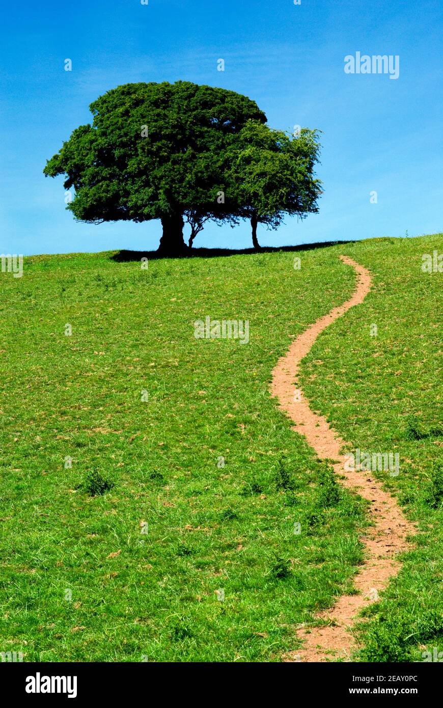 Path leading to tree, Usk Valley Walk near Abergavenny, Monmouthshire, Wales Stock Photo