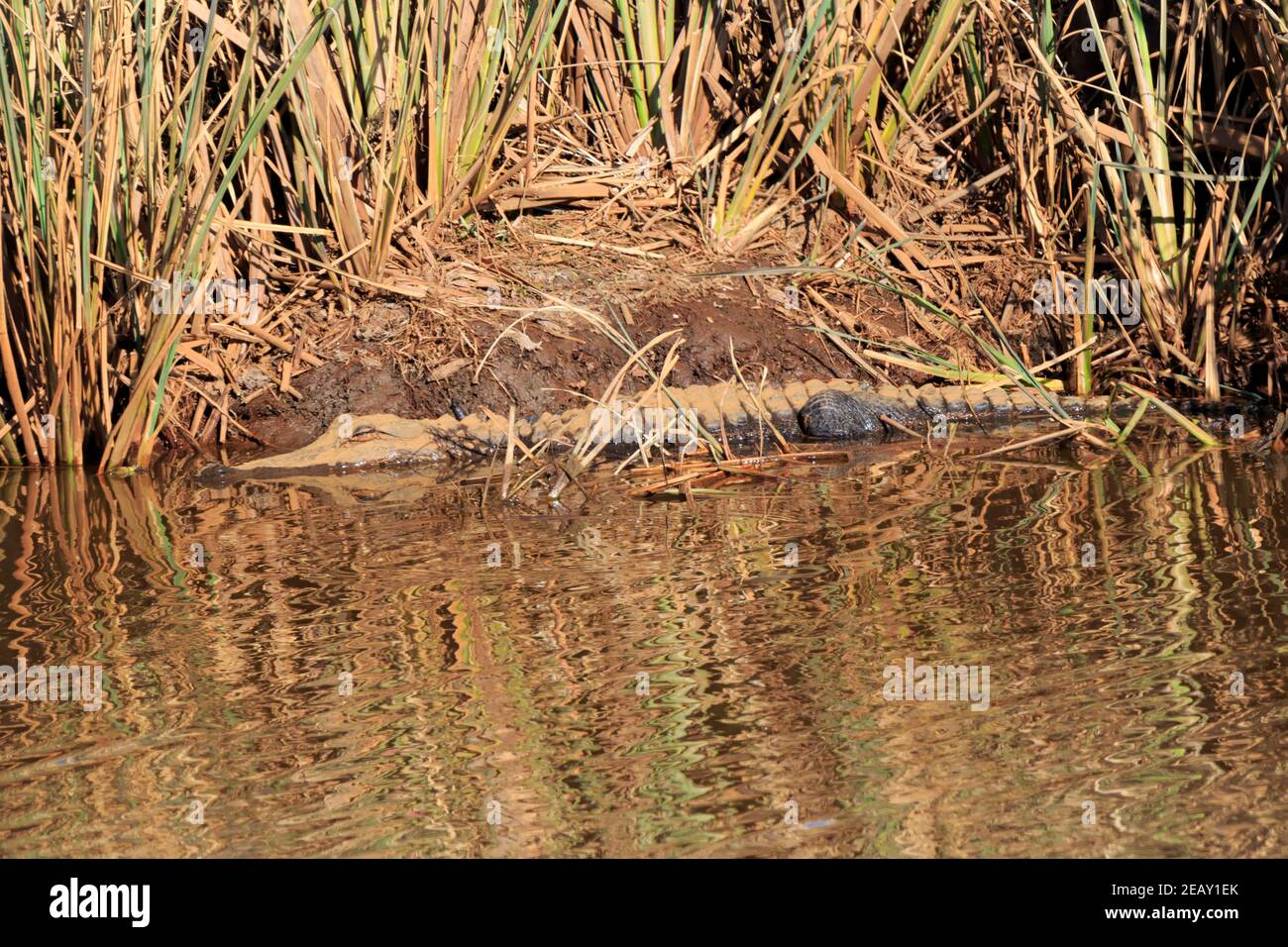 Juvenile American alligator (Alligator mississipiensis) half submerged in a muddy bank Stock Photo