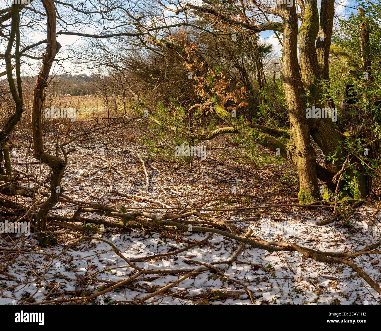 Frosty winter morning in Chiltern Hills near Chesham, England Stock Photo