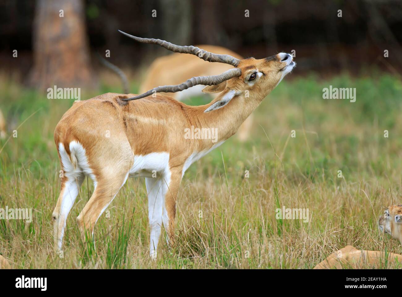 Blackbuck, Antilope cervicapra. A young male scratches itself with its long sprial horns. Stock Photo