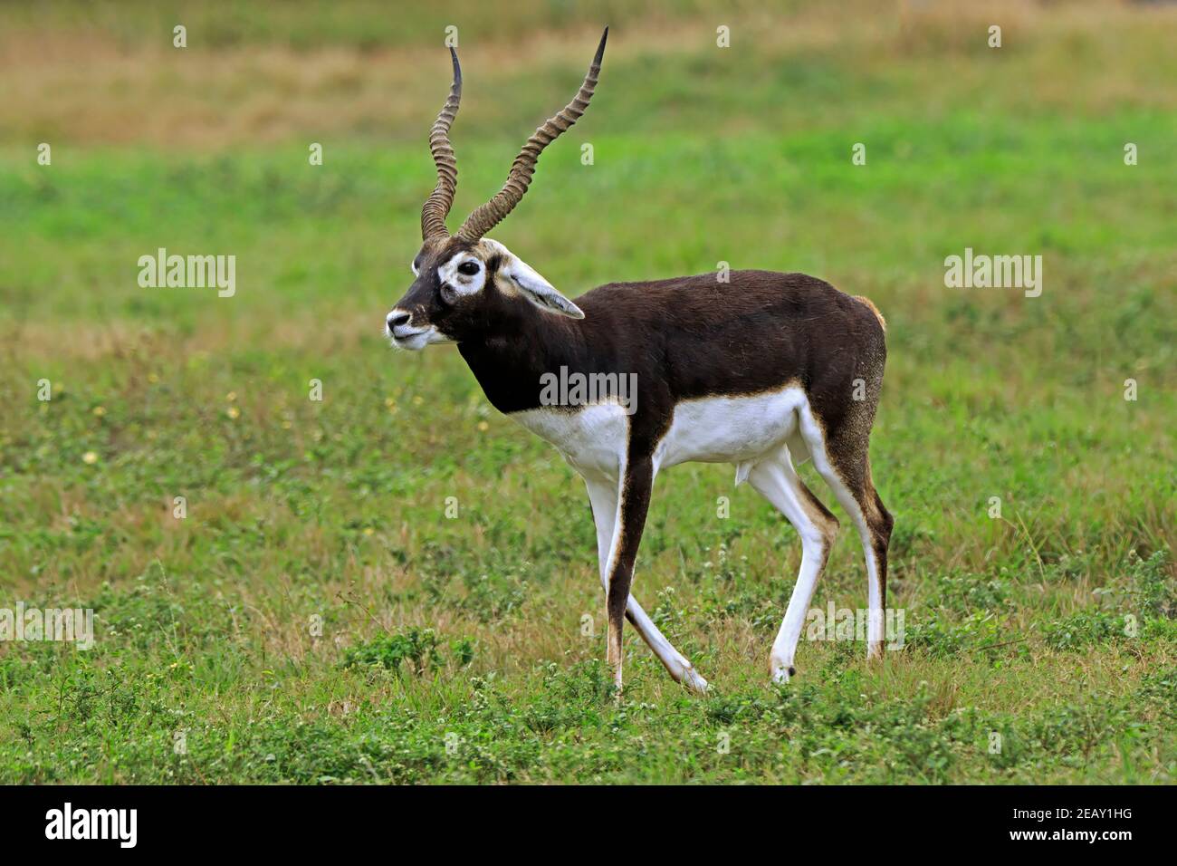 Blackbuck, Antilope cervicapra, mature adult male Stock Photo