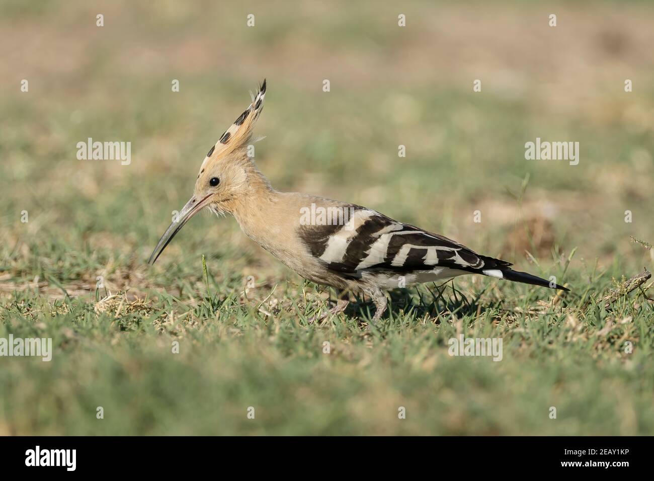 Eurasian hoopoe, Upupa epops, single adult feeding on the ground, Spain Stock Photo