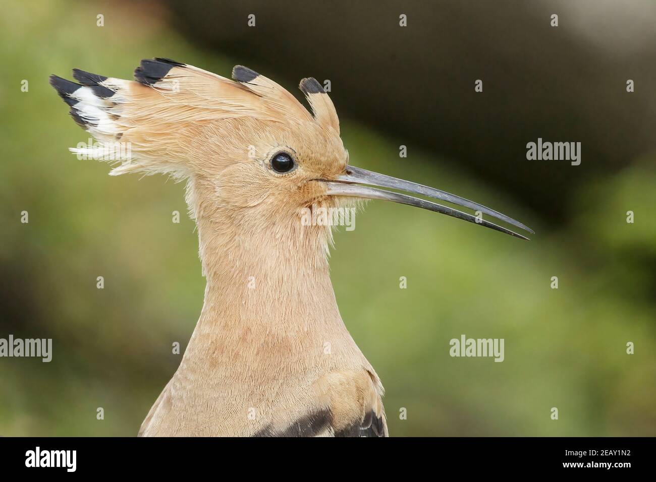 Eurasian hoopoe, Upupa epops, cloese up of head of single adult feeding on the ground, Spain Stock Photo
