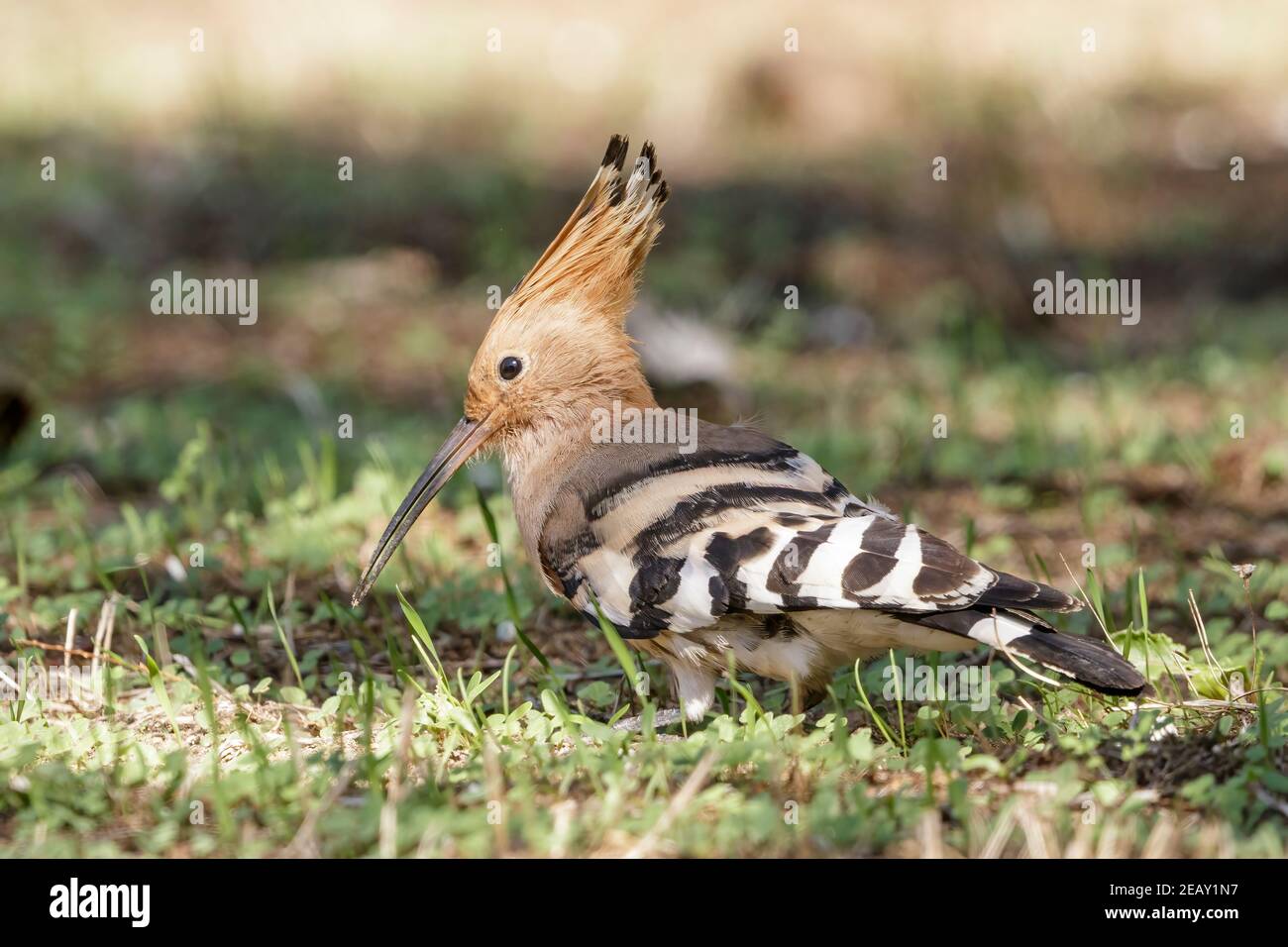 Eurasian hoopoe, Upupa epops, single adult feeding on the ground, Spain Stock Photo