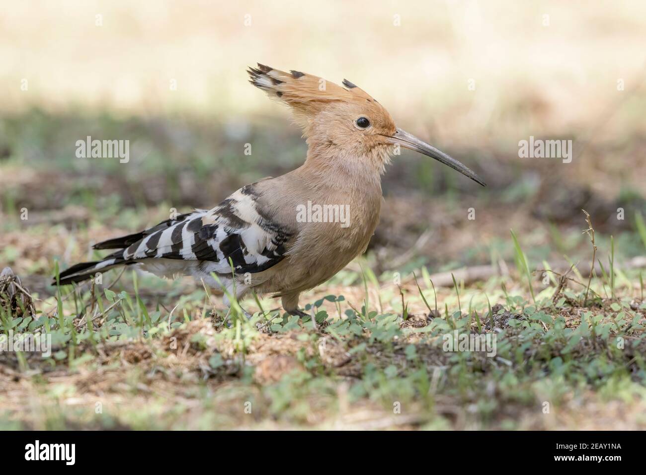 Eurasian hoopoe, Upupa epops, single adult feeding on the ground, Spain Stock Photo