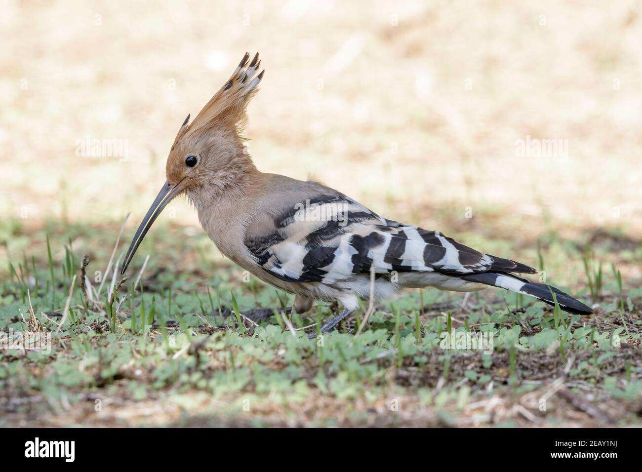 Eurasian hoopoe, Upupa epops, single adult feeding on the ground, Spain Stock Photo