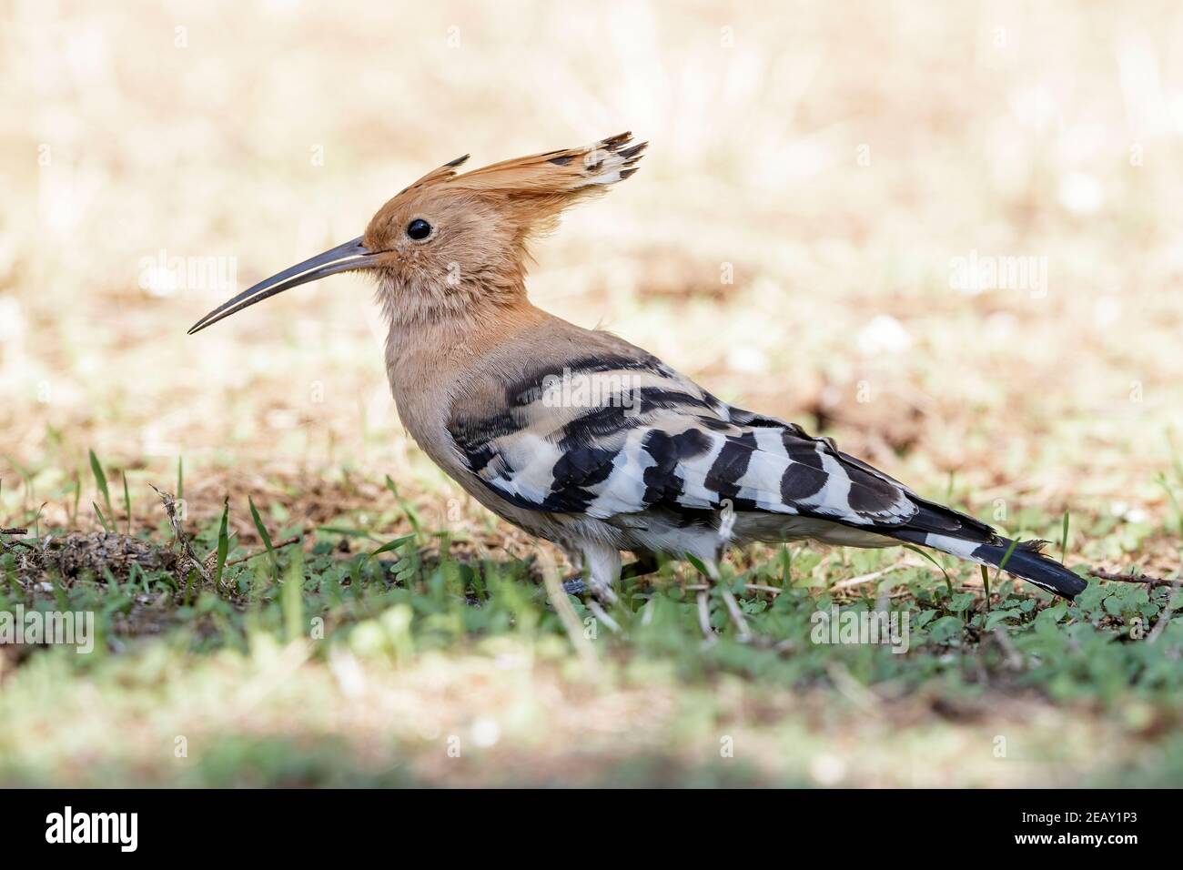 Eurasian hoopoe, Upupa epops, single adult feeding on the ground, Spain Stock Photo