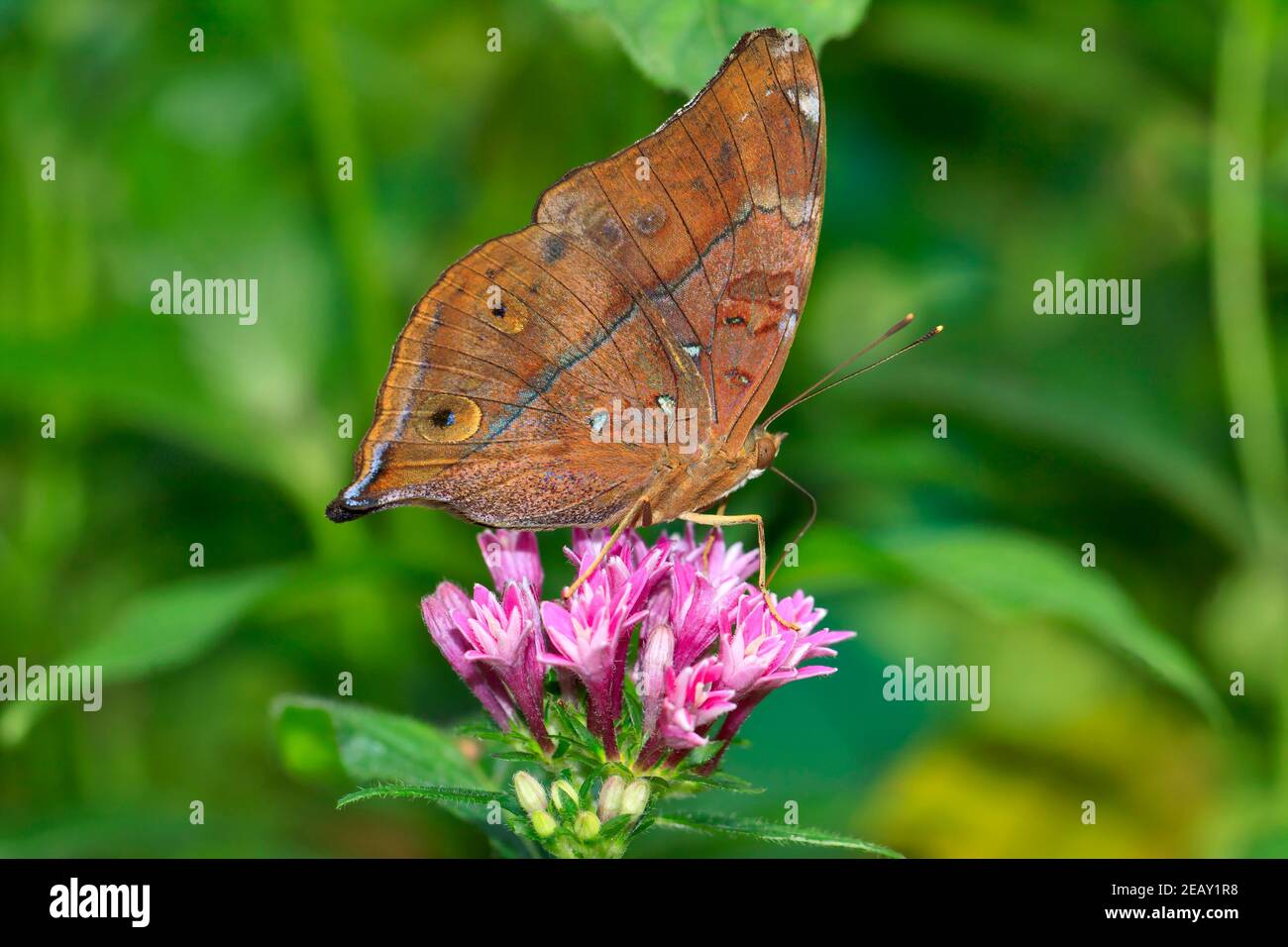 Autumn Leaf butterfly, Doleschallia bisaltide pratipa feeding on pink flower Stock Photo