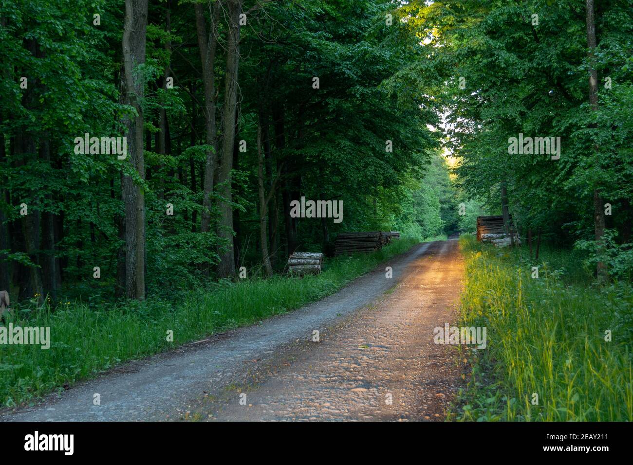 Sunlight on the road in the green forest, summer woodland view Stock Photo