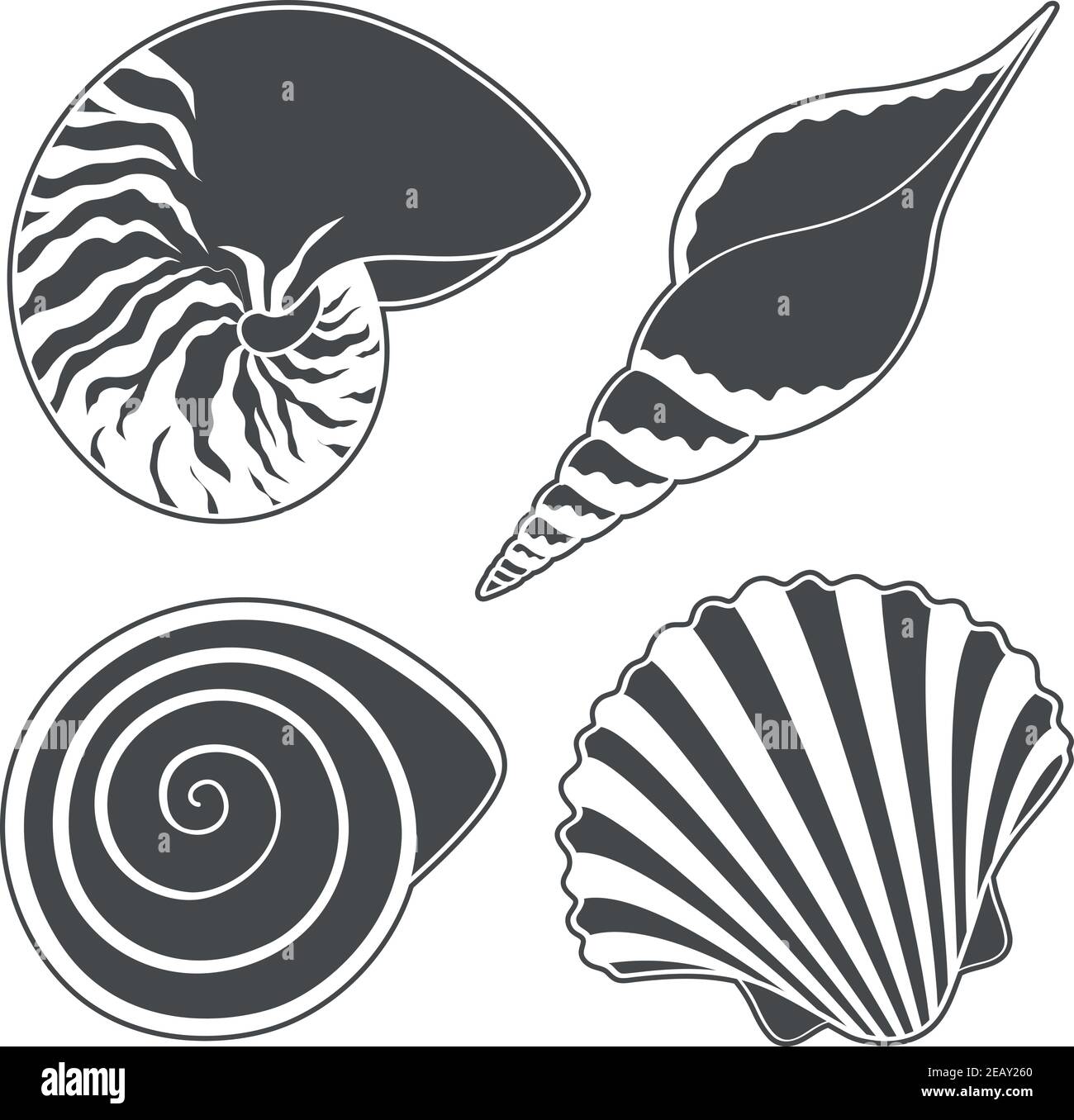 Set of black and white graphic sea shells. Isolated objects on a white. Vector illustration. Stock Vector