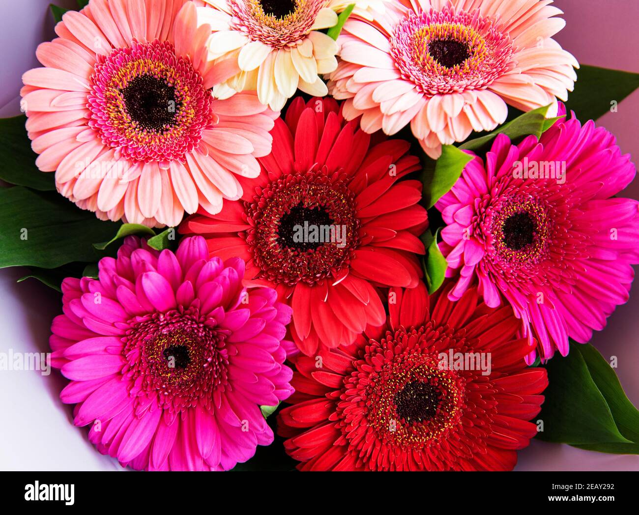 Gerbera flowers bouquet. Floral background. Red, yellow, pink flower ...