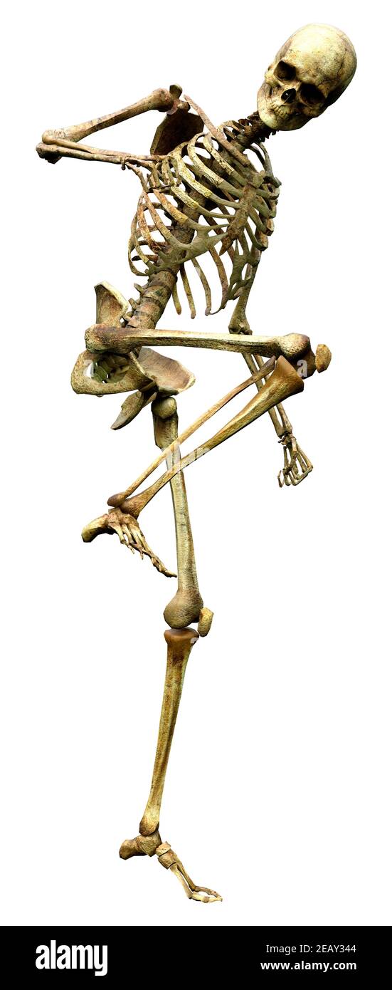 3D rendering of a human skeleton isolated on white background Stock ...