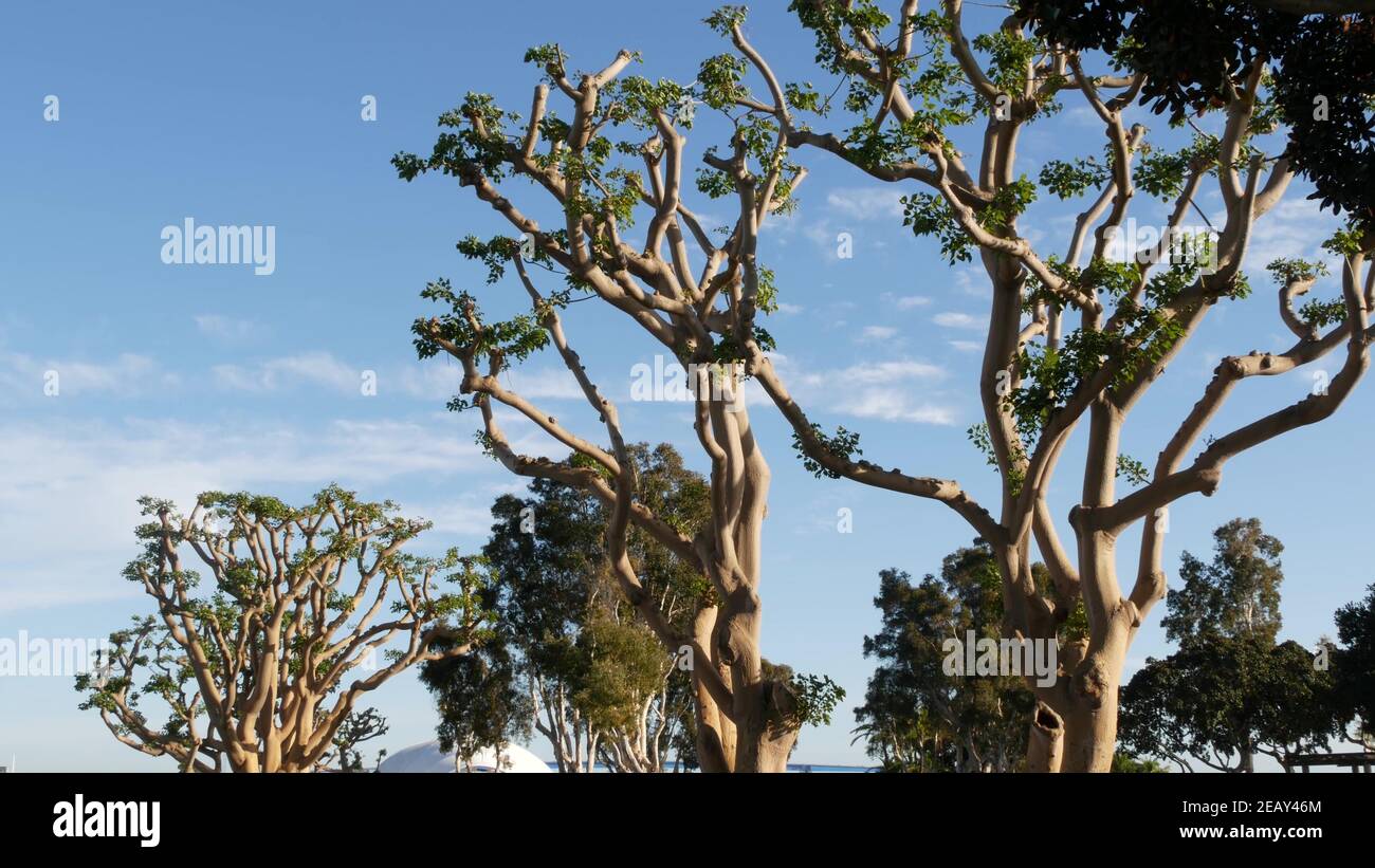 Large weird coral trees in Embarcadero Marina park near USS Midway and ...