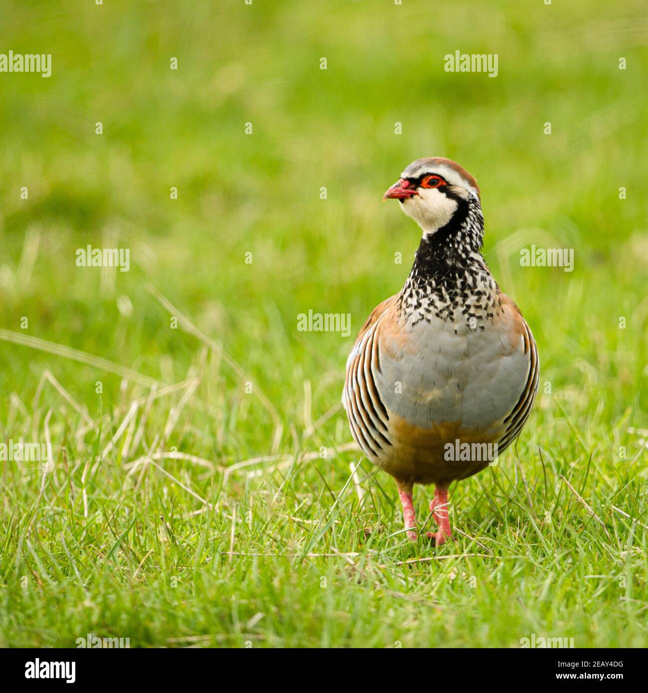Single Red Legged Partridge in pasture. Square format. Stock Photo