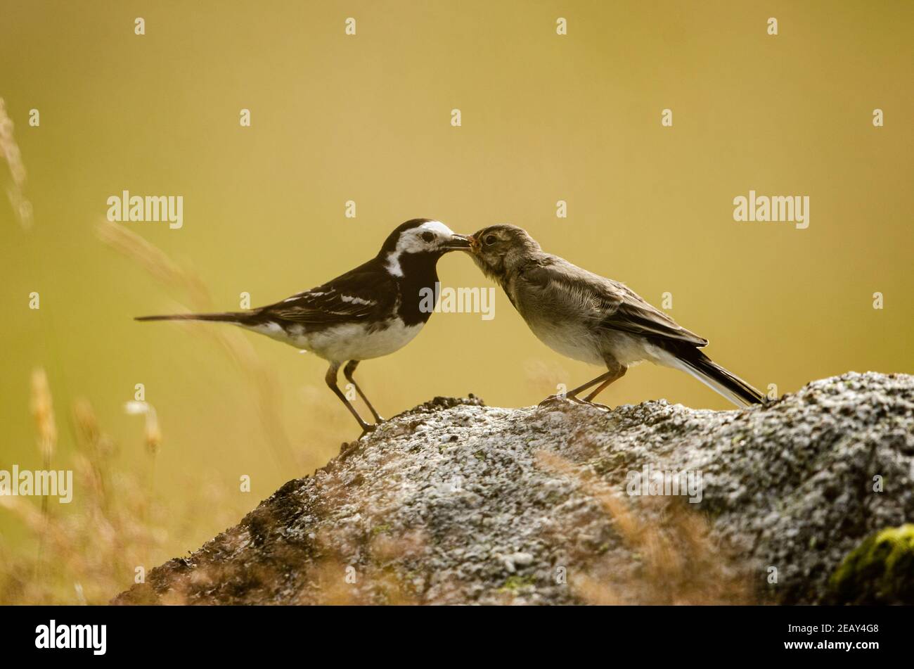 adult Pies Wagtail Feeding young bird. Stock Photo