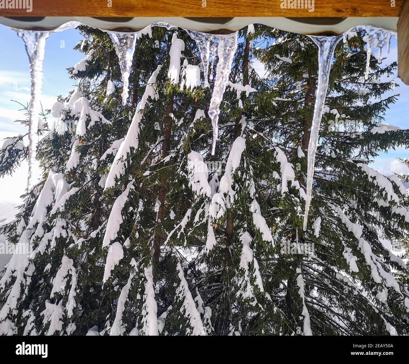 Winter view from a lodge in the mountains with evergreen trees covered in snow and icycles forming from the wooden rood,  in Ranca, Romania Stock Photo