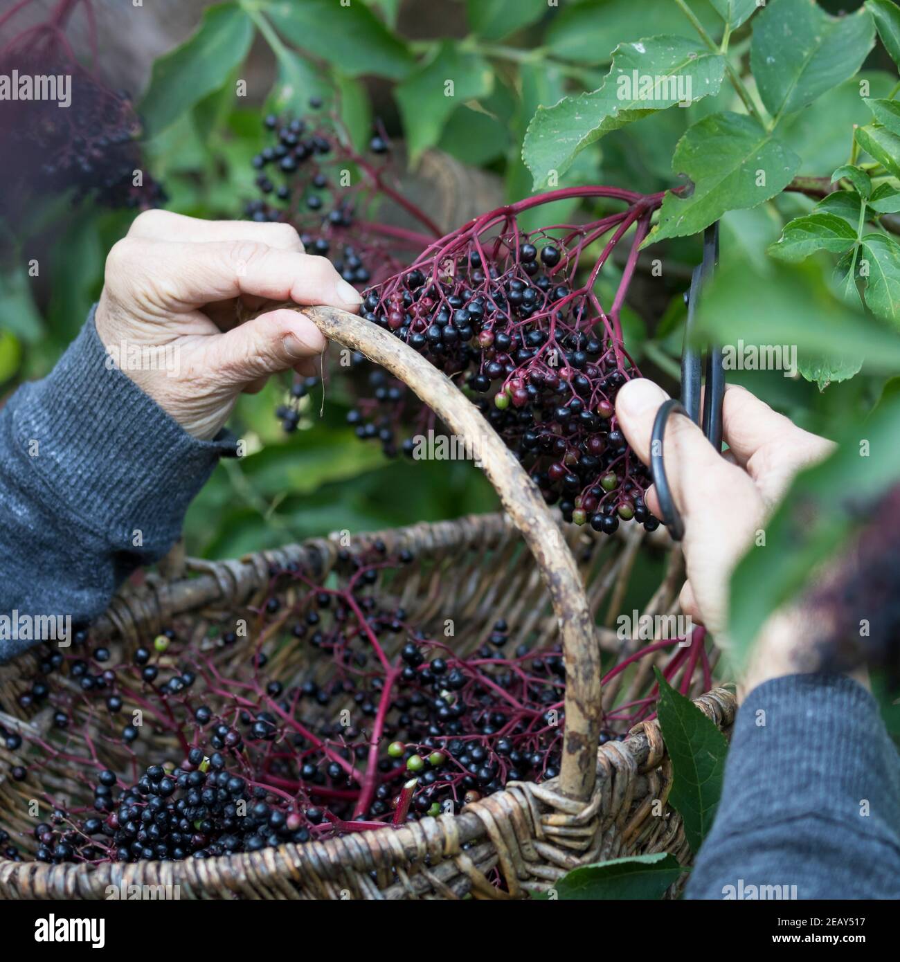 Fliederbeeren hi-res stock photography and images - Alamy