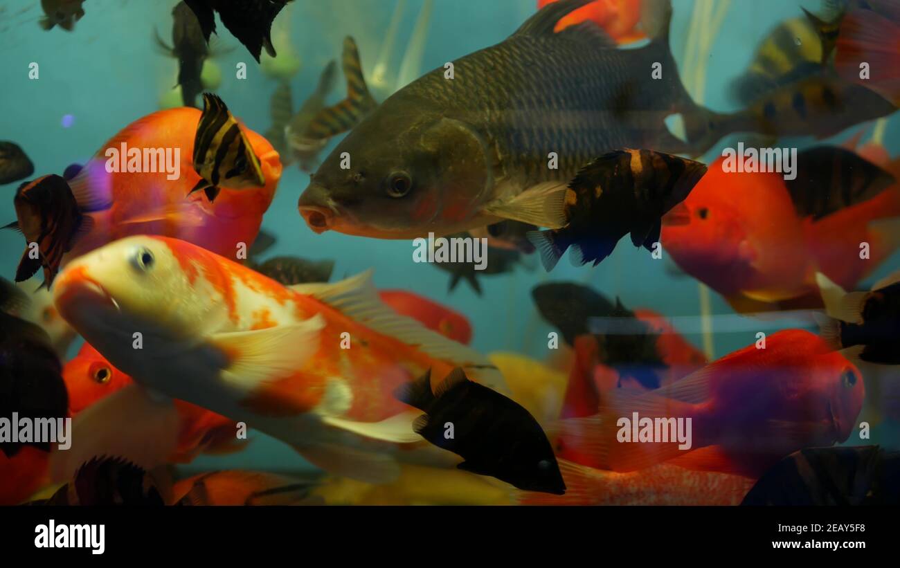 Diversity of tropical fishes in exotic decorative aquarium. Assortment
