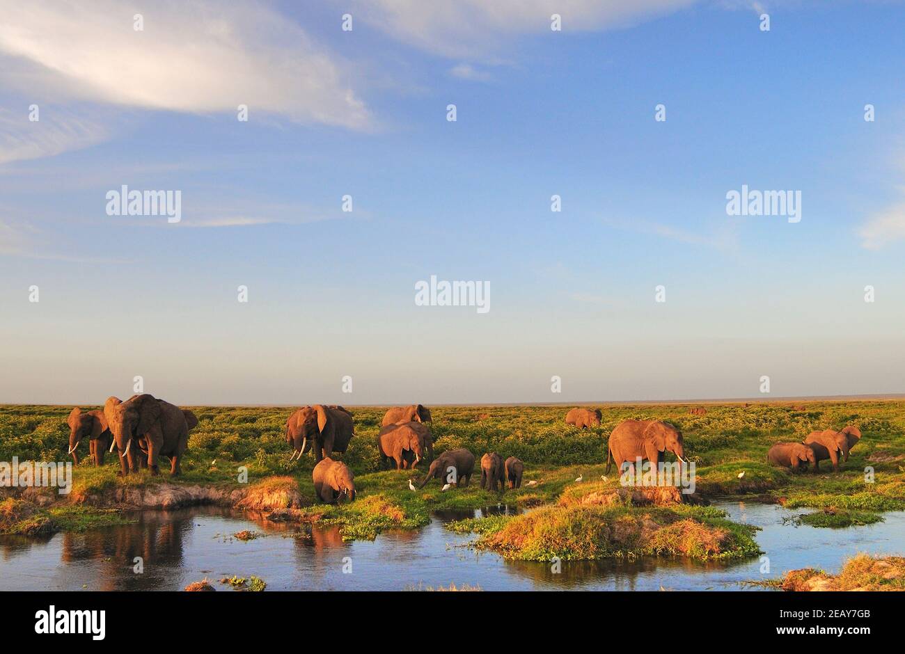 Herd of African elephants grazing and drinking from a river at sunset in Amboseli National Park, Kenya. Stock Photo