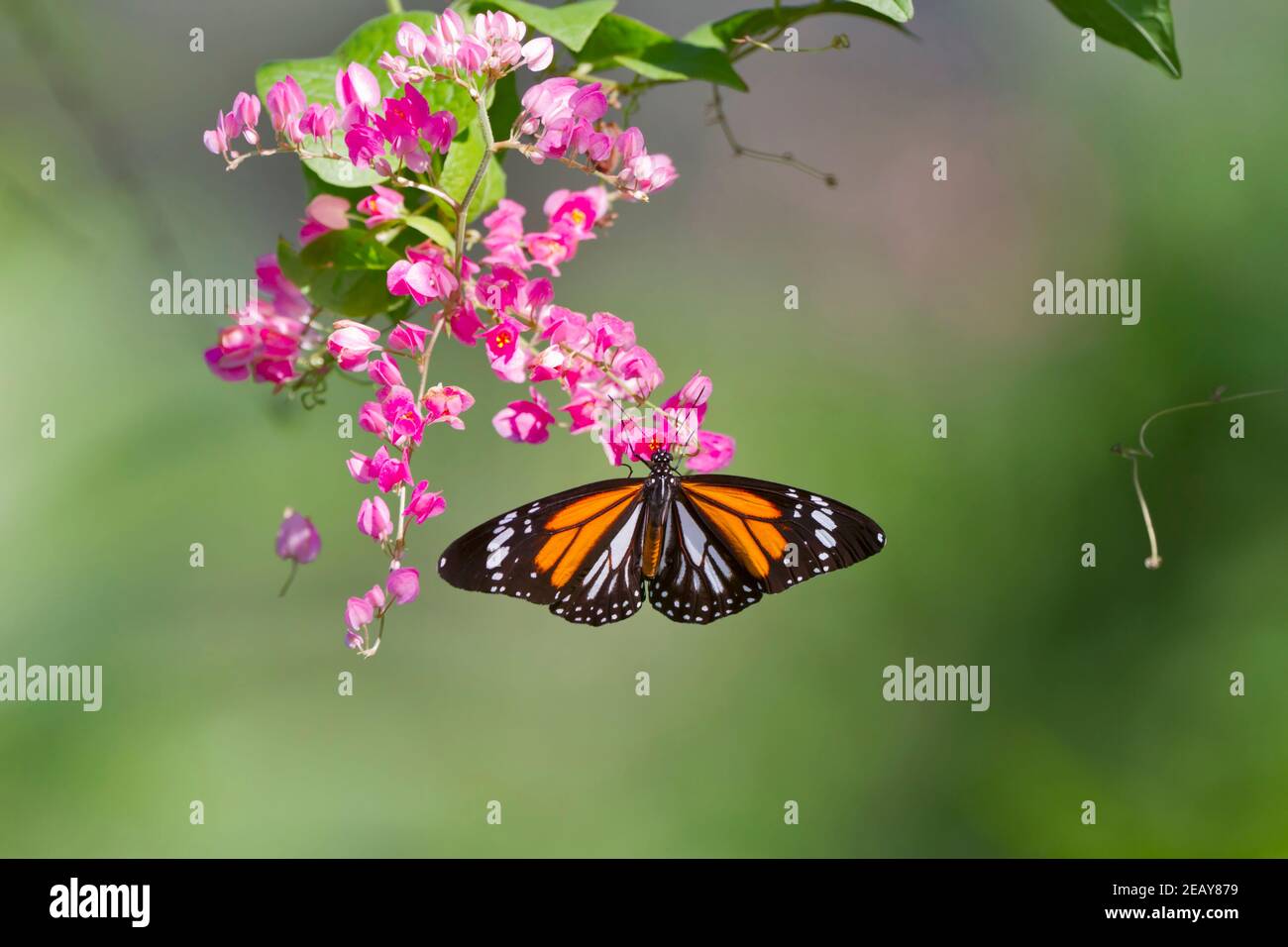 Black Veined Tiger Butterfly, Danaus melanippus hegesippus on Coral Vine, Antigonon leptopus Stock Photo