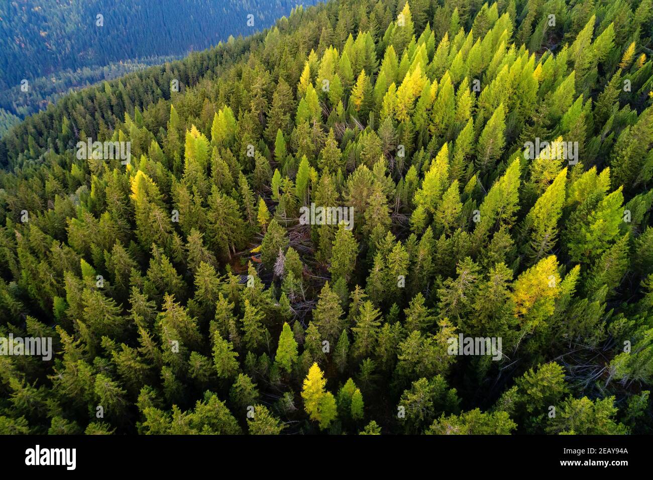 Larch forest in autumn hi-res stock photography and images - Alamy