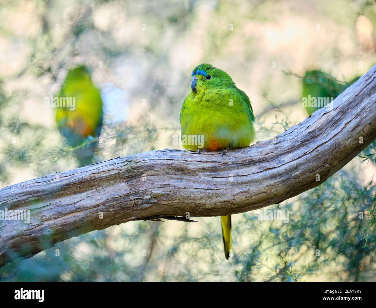 Orange-bellied Parrot Stock Photo