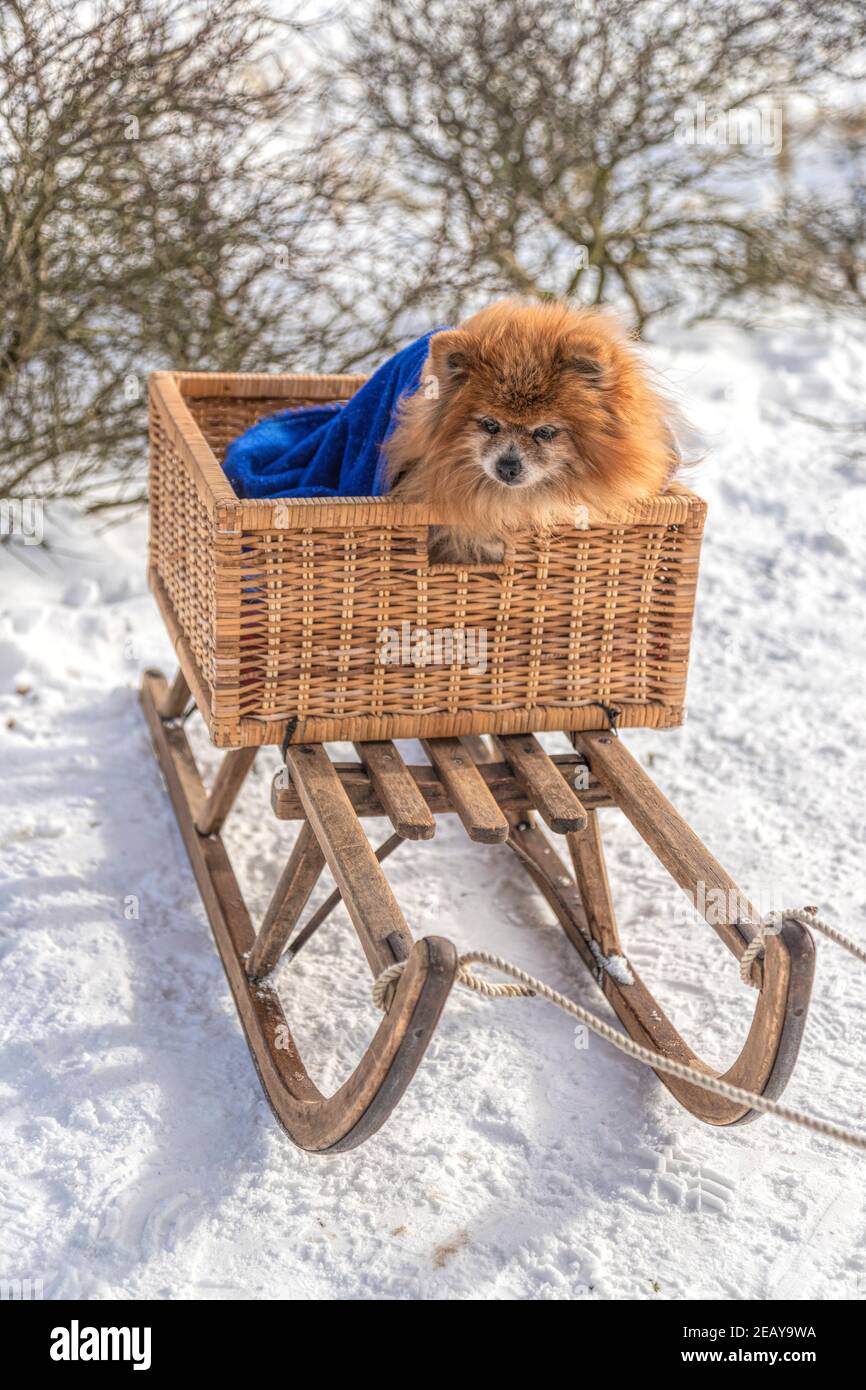 Red Pomeranian dog, wrapped in a fleece blanket, seated in a cane basket on a sleigh in a wintry landscape. Stock Photo