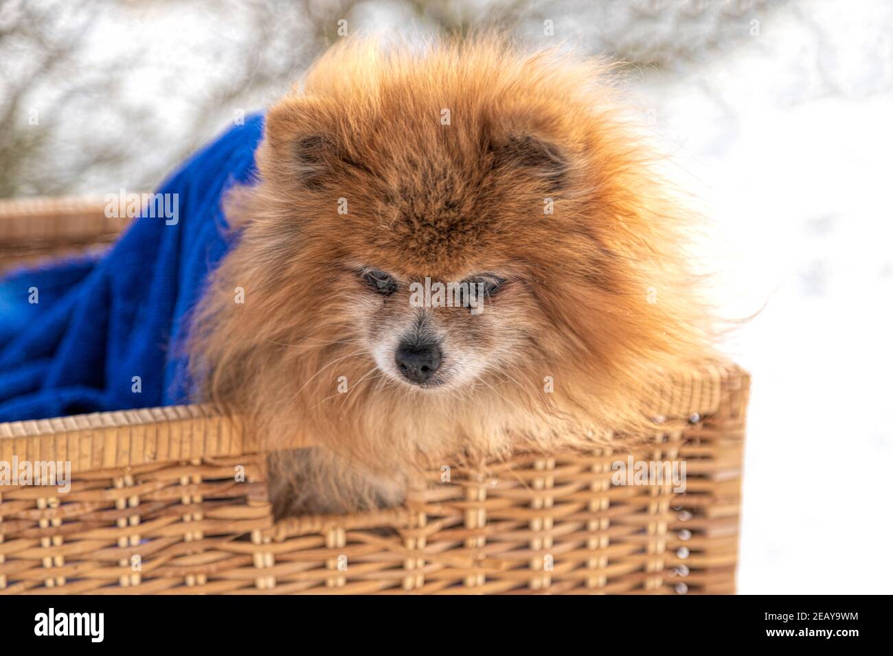 Close-up portrait of a red Pomeranian dog against a snowy landscape Stock Photo