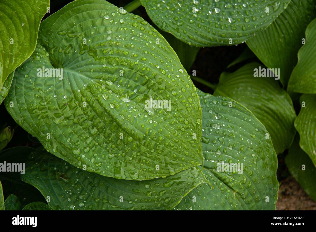 Closeup of Plantain Lily, Hosta plantaginea covered with rain drops. Springtime. Stock Photo