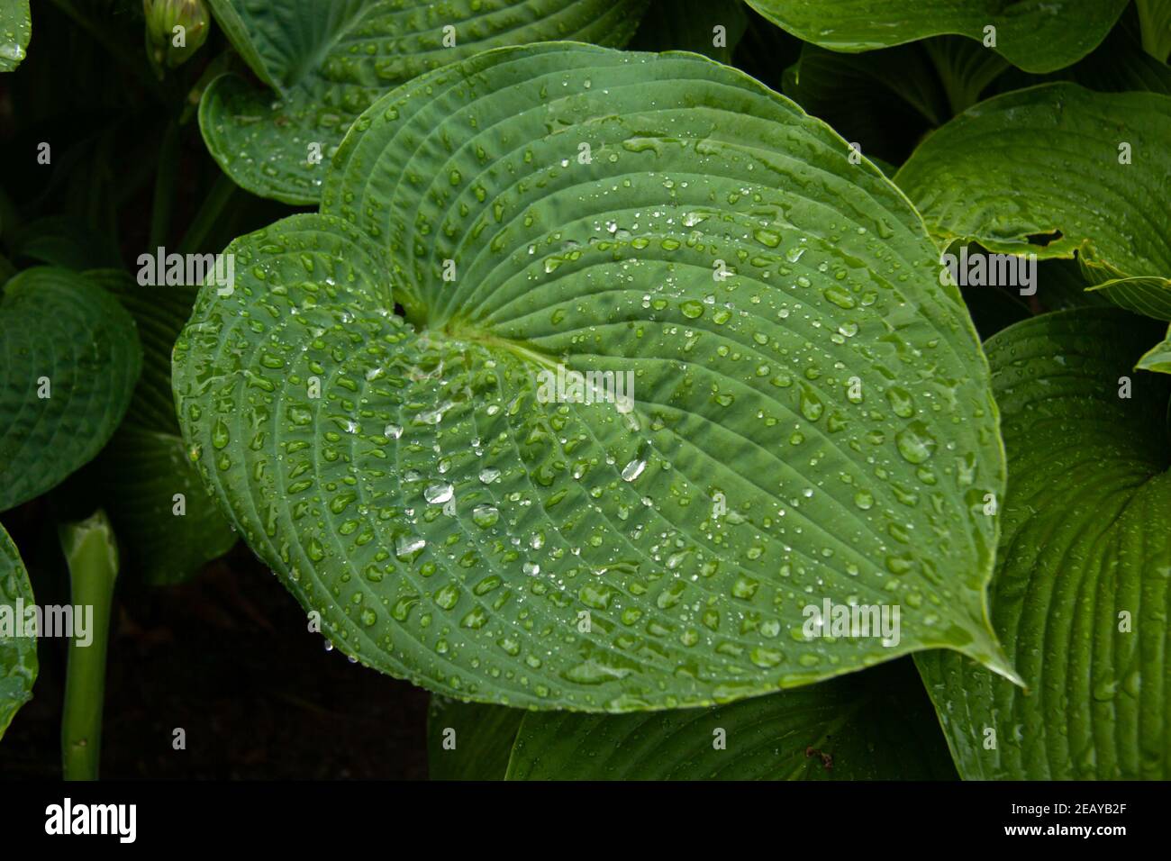 Closeup of Plantain Lily, Hosta plantaginea covered with rain drops. Springtime. Stock Photo