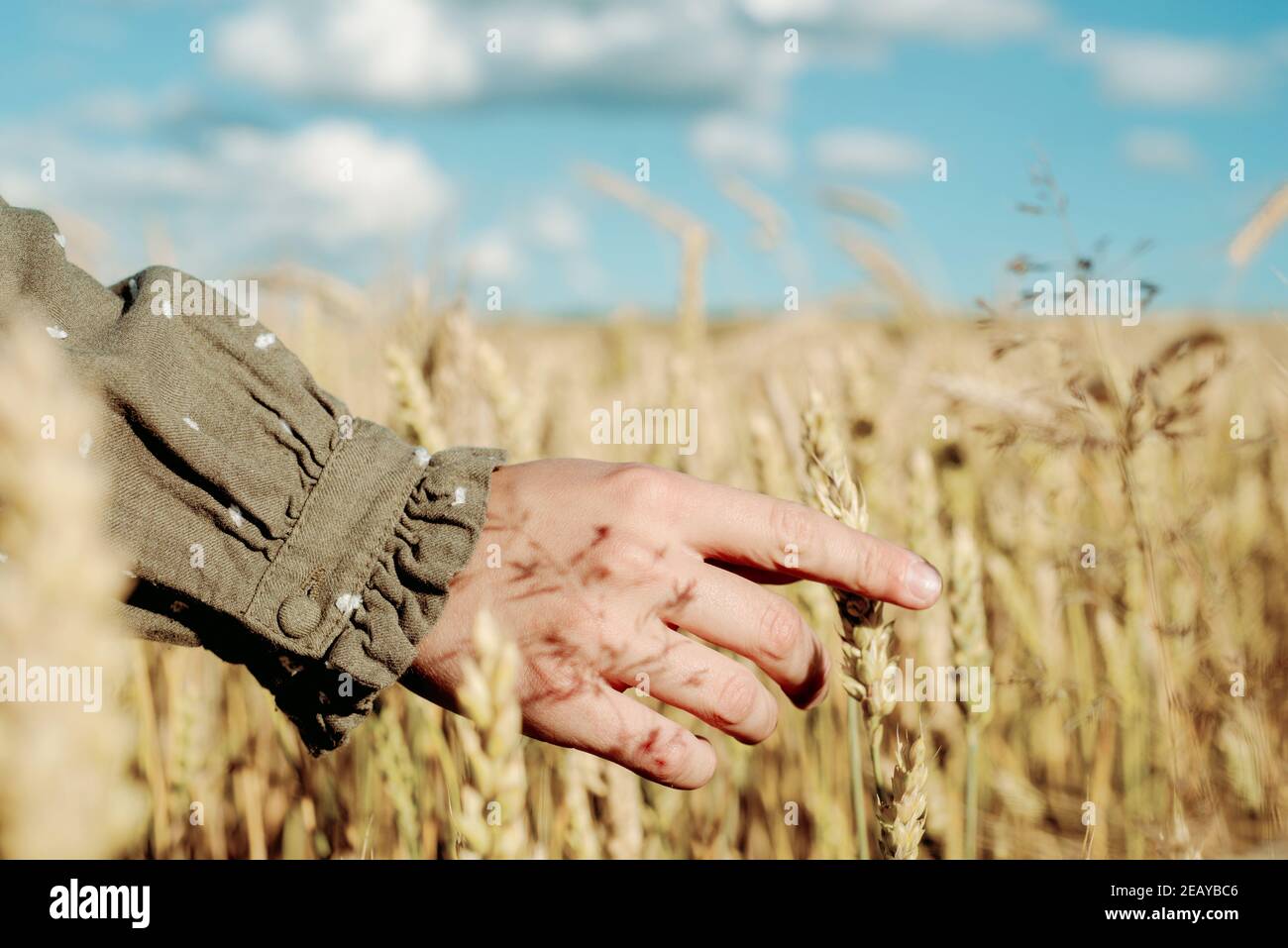 young girl is dancing in a wheat field. Runs his hand over ears. Stands with his back. Hair flying in the wind, life style. emotionally spinning and Stock Photo