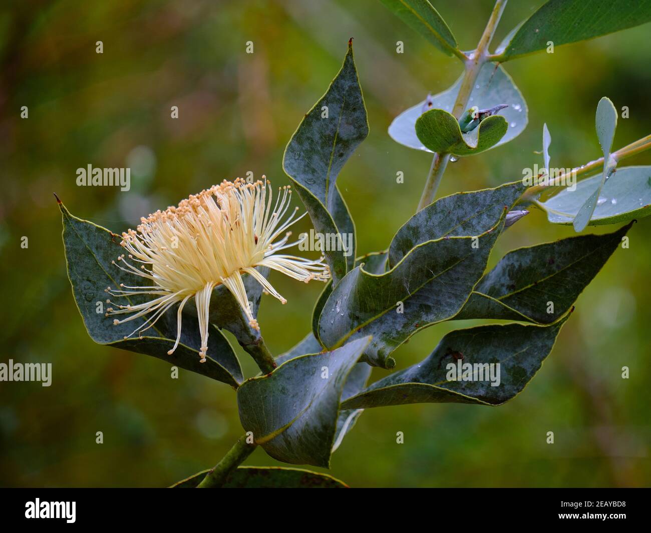 Nullarbor Lime Flower Stock Photo