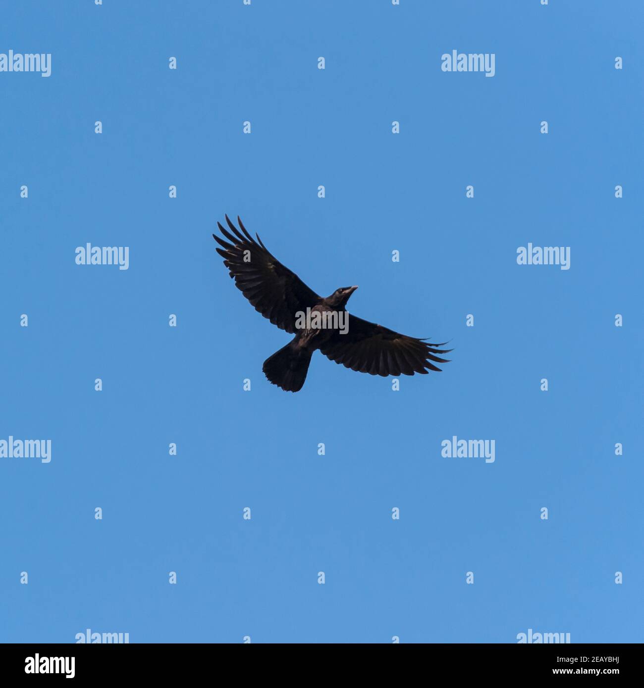 A Rook ( Corvus frugilegus ) in flight Stock Photo