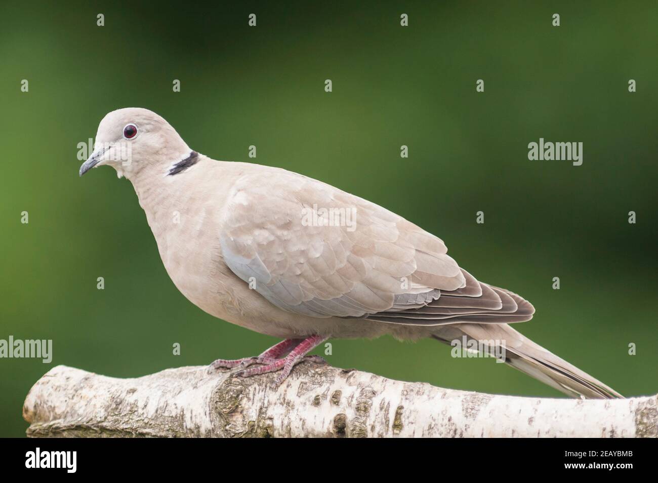 A Collared Dove ( Streptopelia decaocto ) in uk Stock Photo